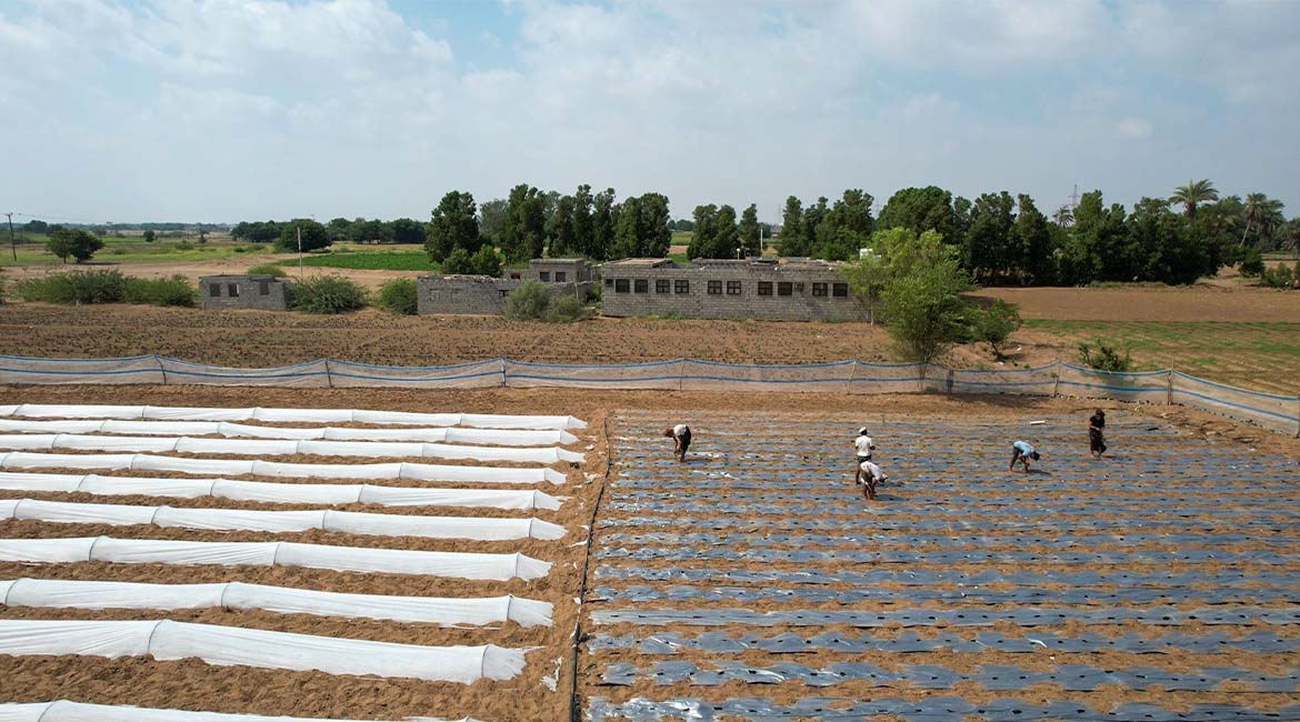 Tawakkol Karman Foundation revives Umm Al-Banat farm, restores livelihood for rural family in Lahj